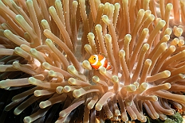 Sipadan_2015_Poisson Clown a trois bandes_Amphiprion ocellaris_IMG_3090_rc